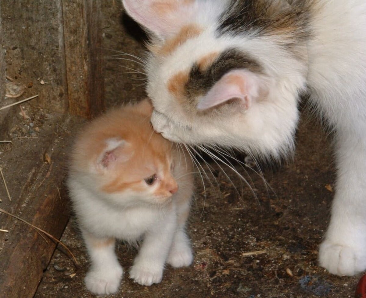 Katzenfamilie