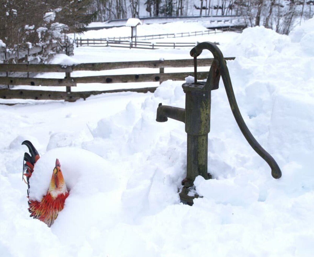 Hahn im Schnee