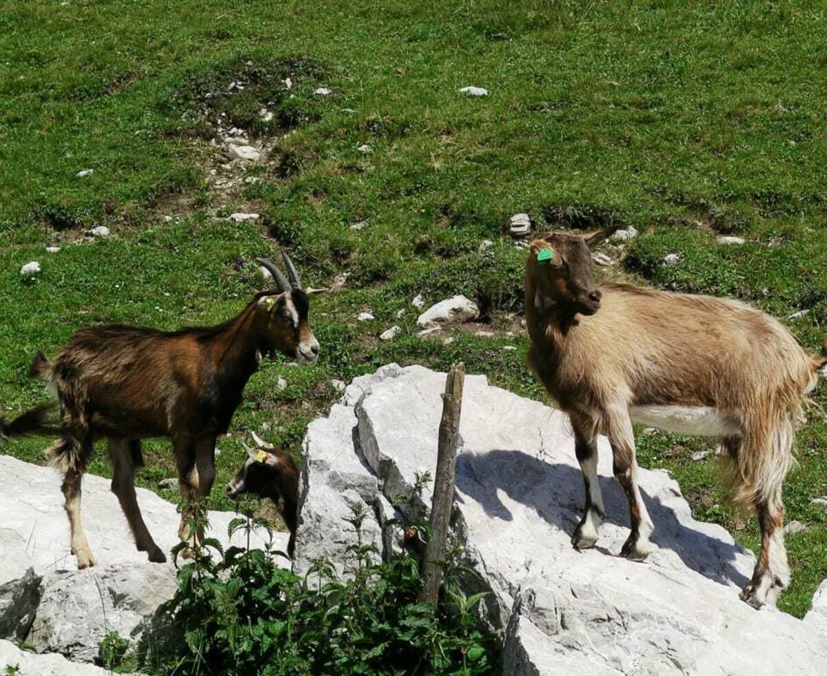 Tierischer Besuch - Ziegen vor der Kalserhütte