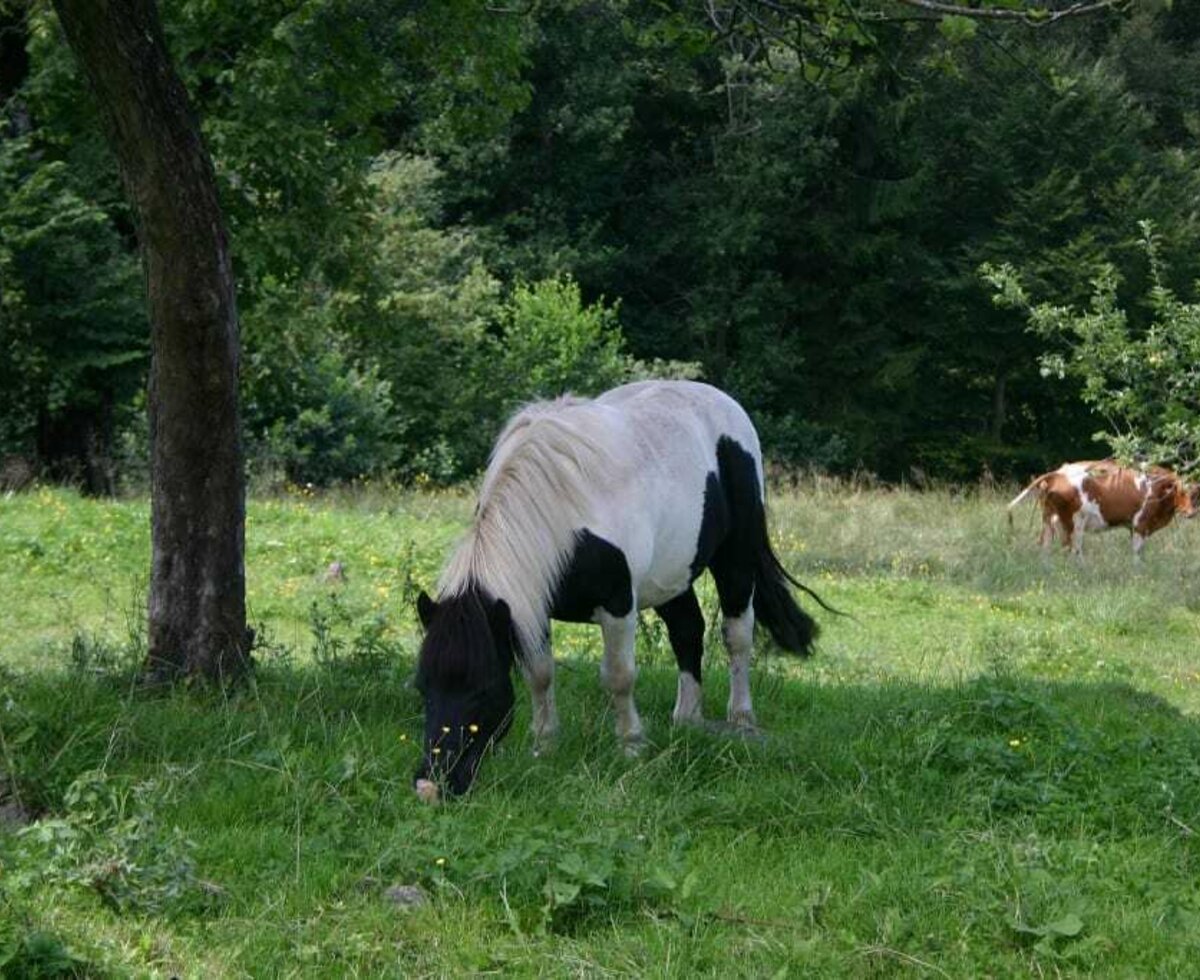 flecki mit den kühen