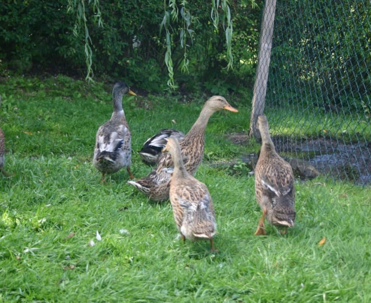 unsere enten