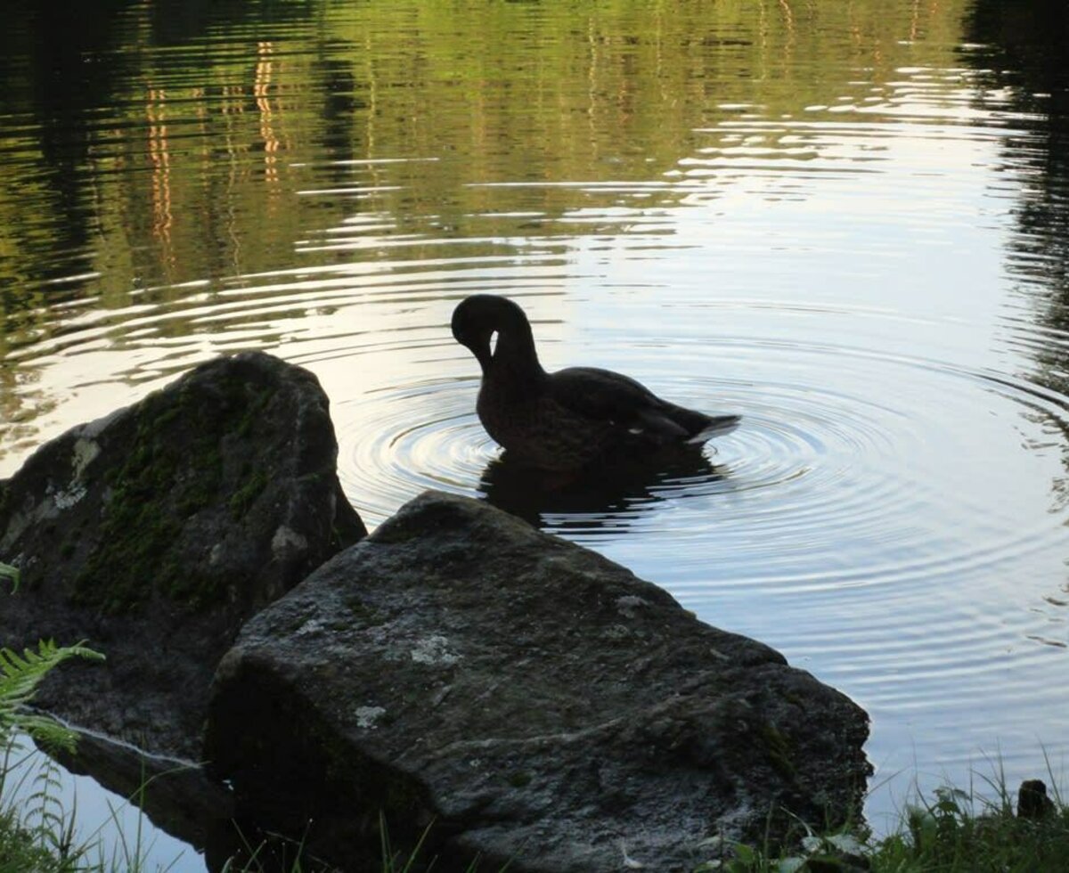 Abendstimmung am Klieberteich