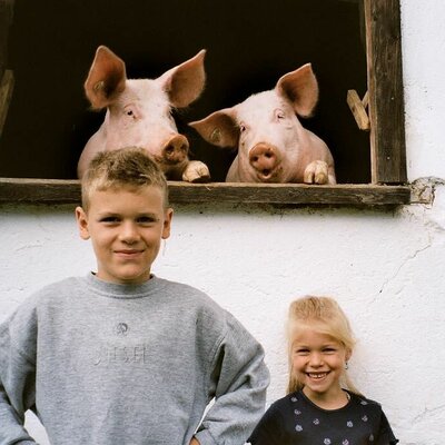 neugierige Schweine mit Kinder