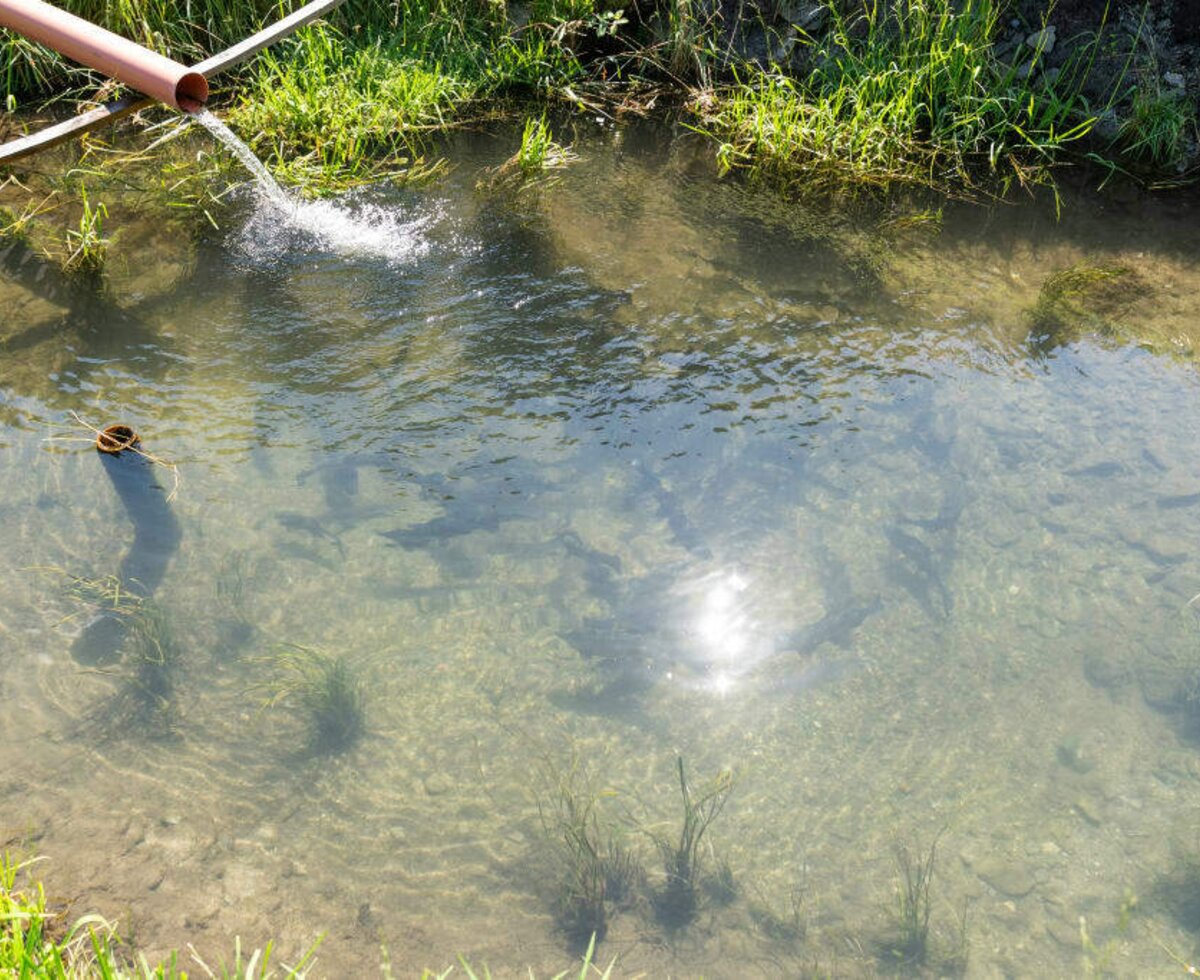 Sonnenstrahlen im Fischteich