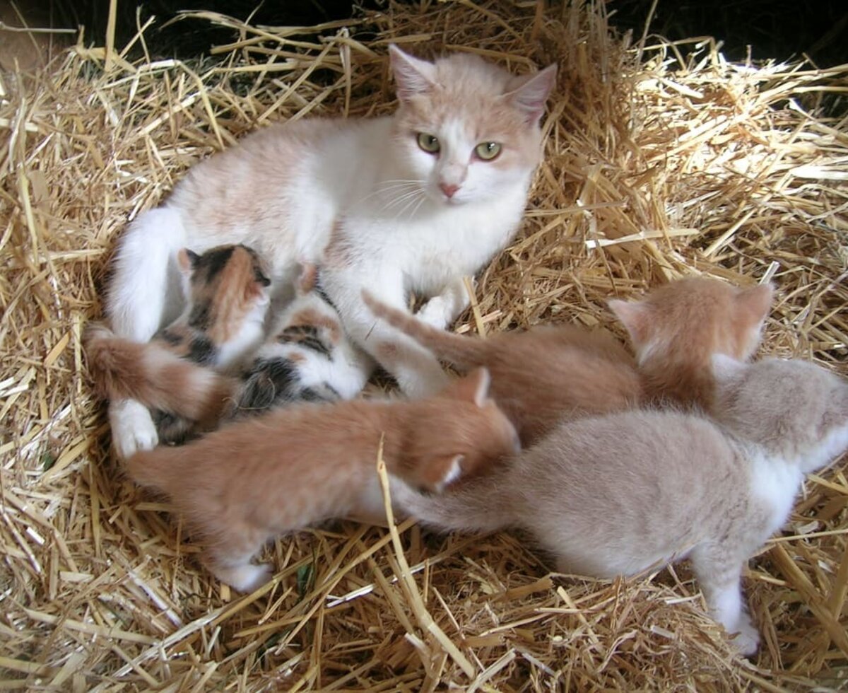 Katzenfamilie