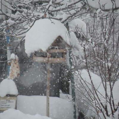 unseren Vögeln gets auch im Winter gut