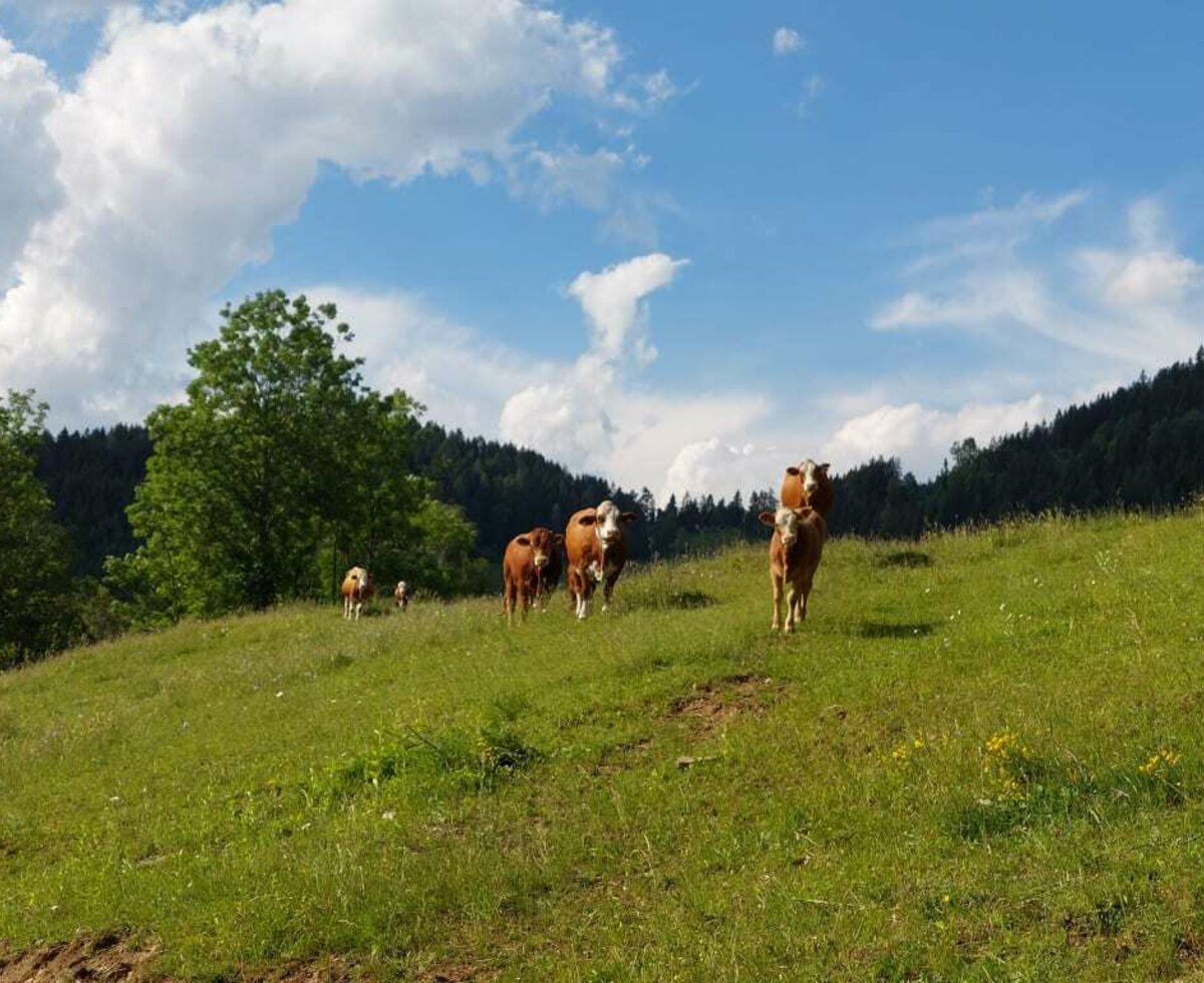 Sommerfrische für unsere Kühe