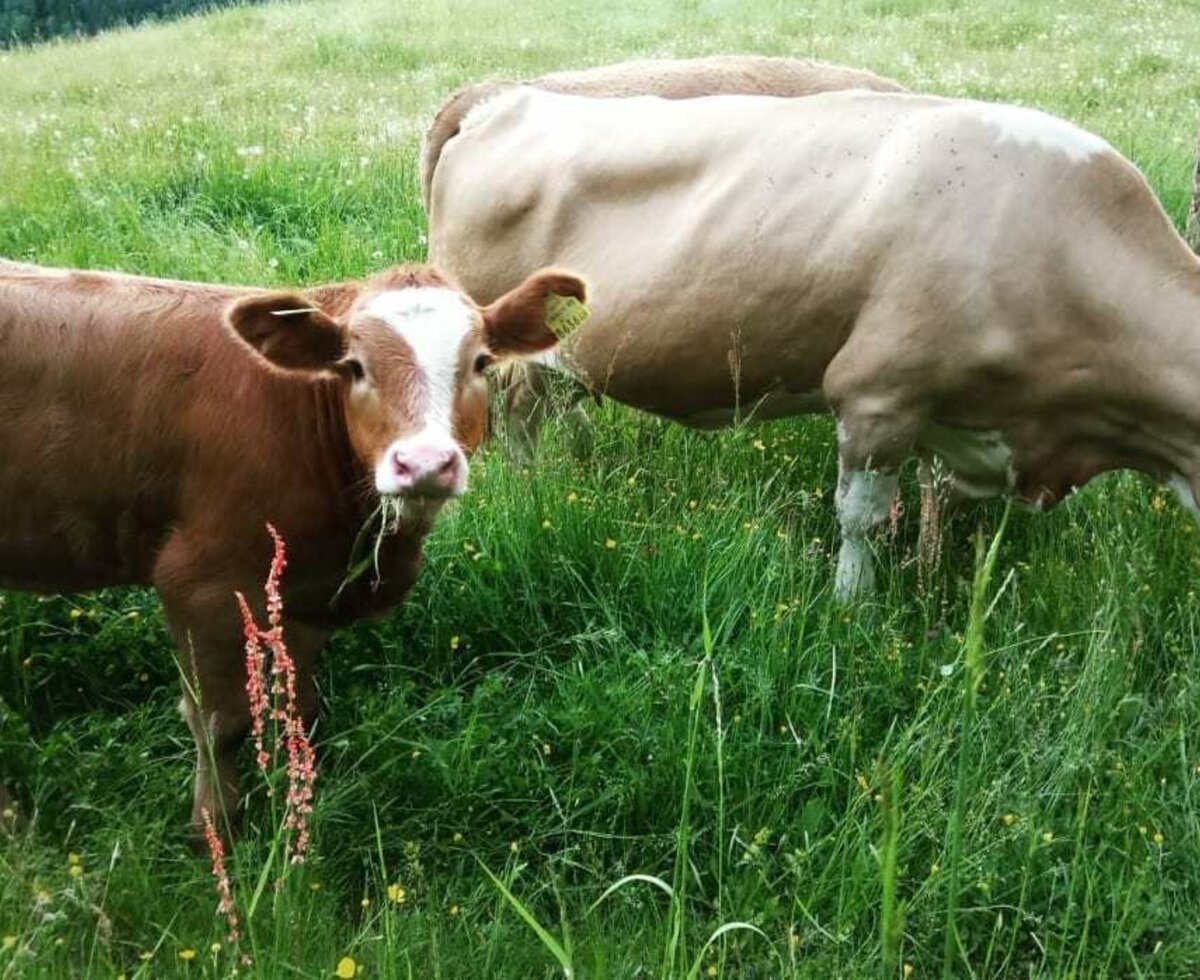 Die Kühe machen auch Sommerurlaub auf der Kreinzhuabn