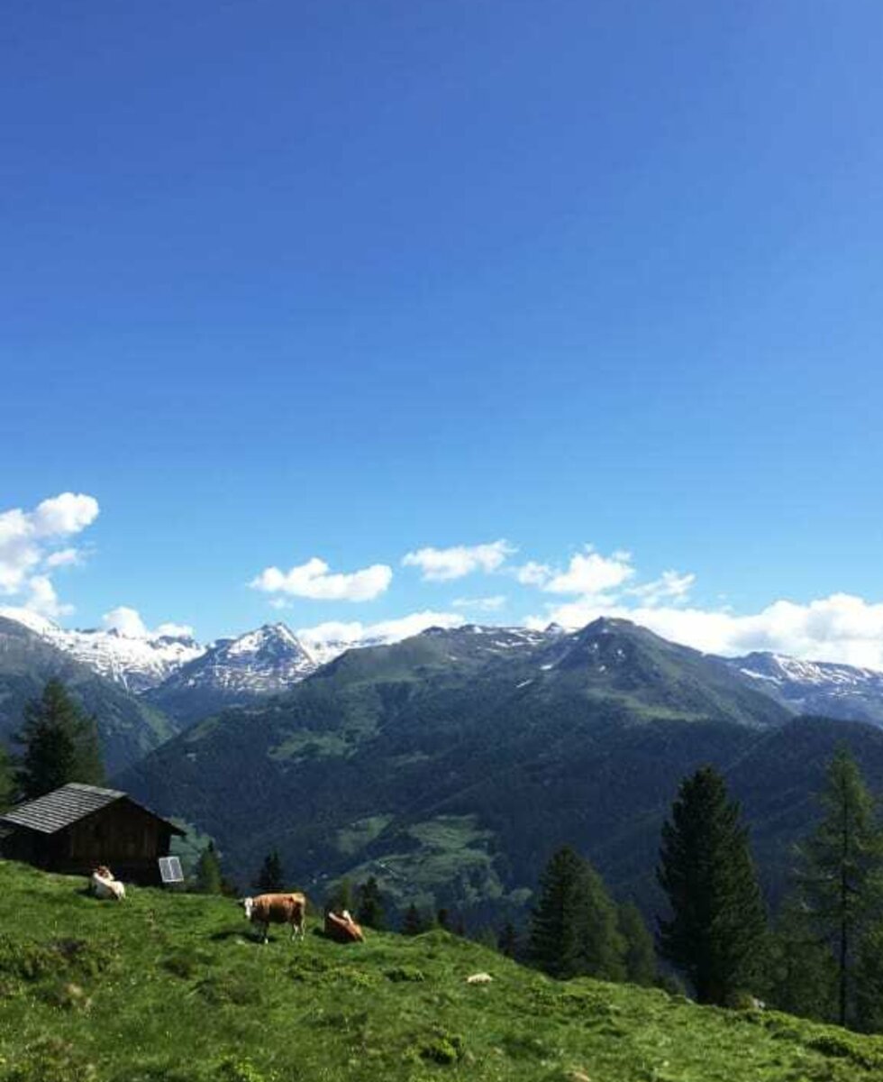 Auch die Kühe geniessen die Aussicht!