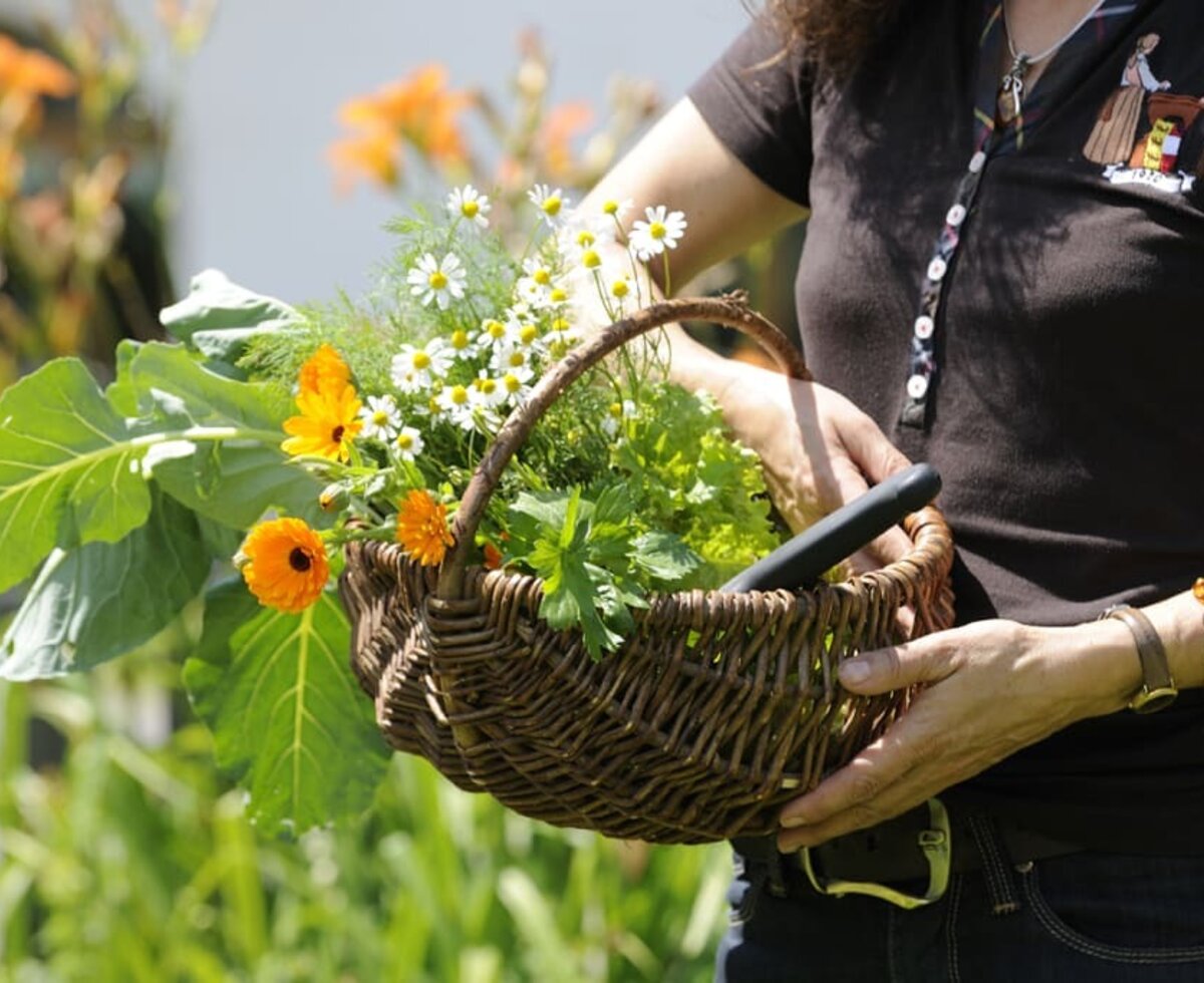 frisch aus dem Bauerngarten