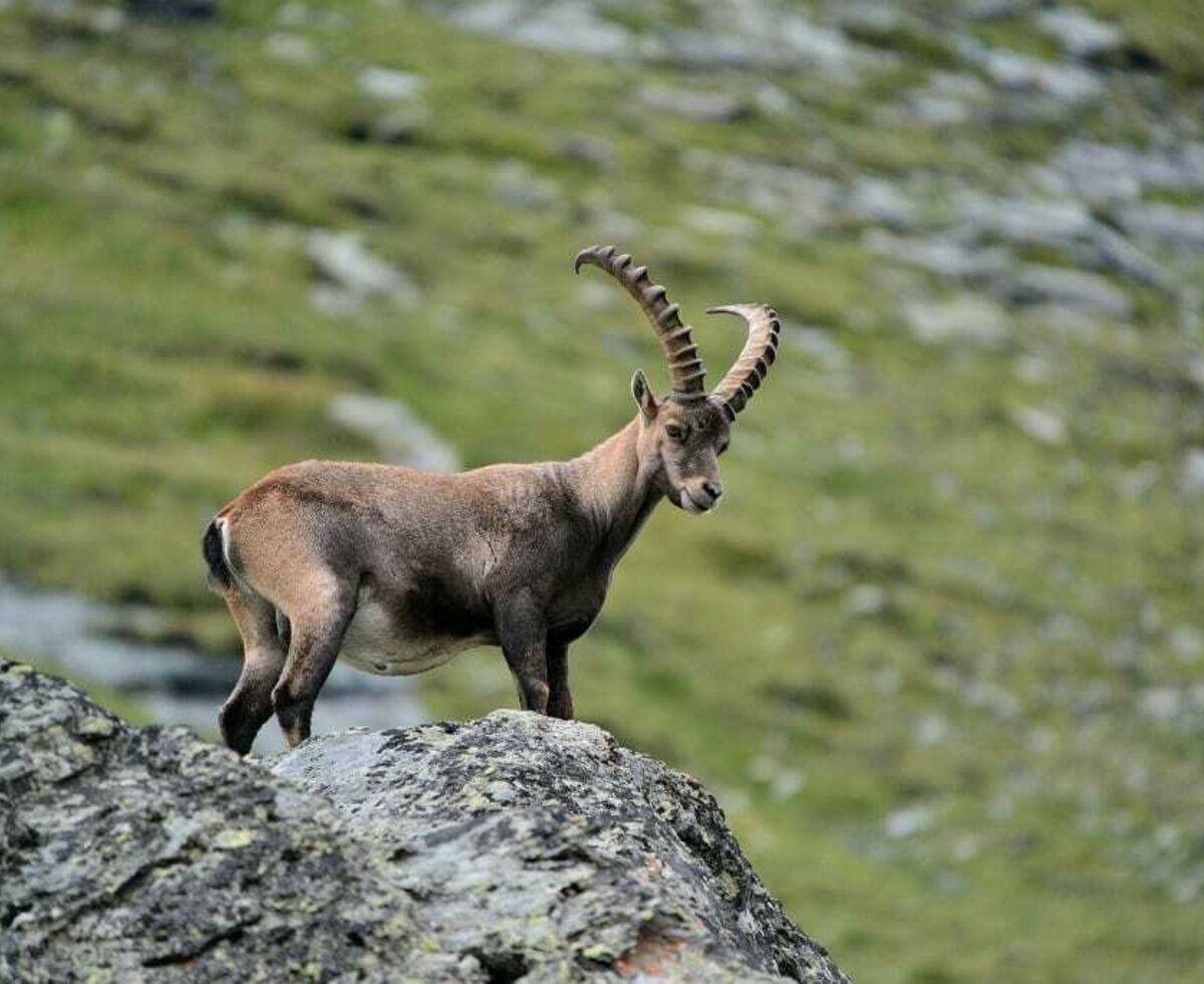 Steinbock