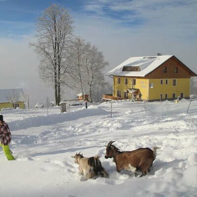 Ziegen im Schnee