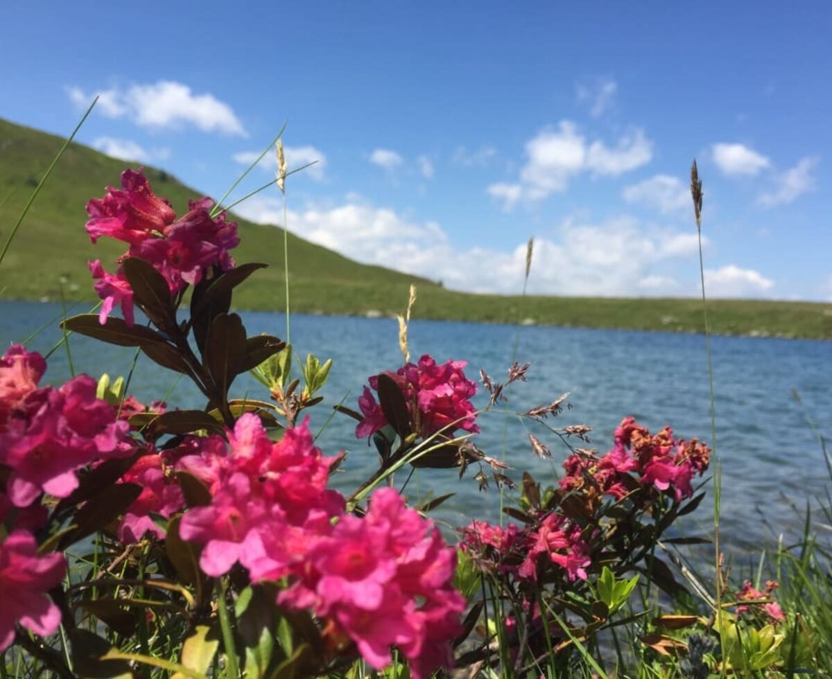 Almrosen-Blüte am Laußnitz See