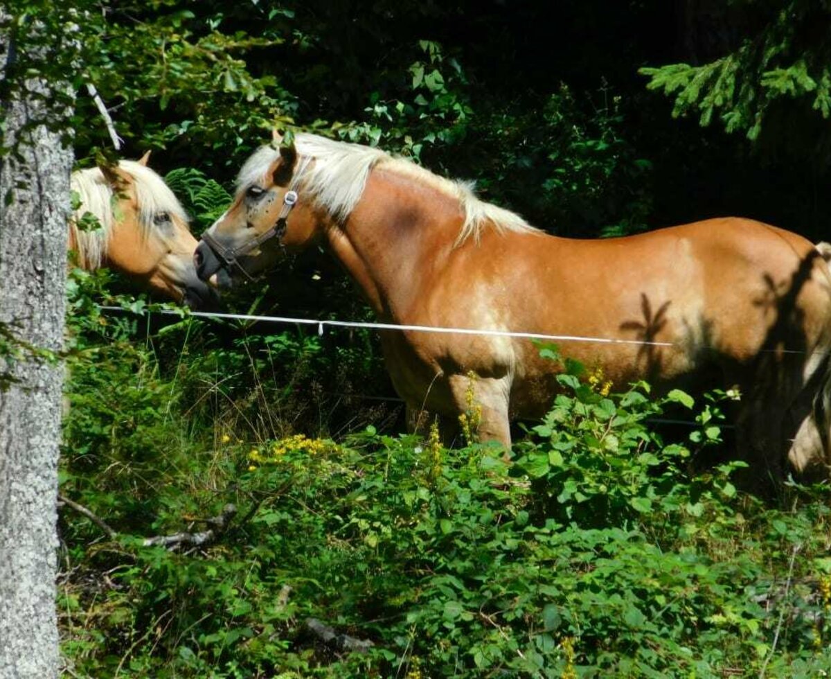 haflinger auf der weide