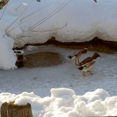 Eisplatz für die Enten