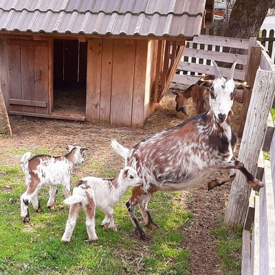 Ziegenmama mit ihren Jungen