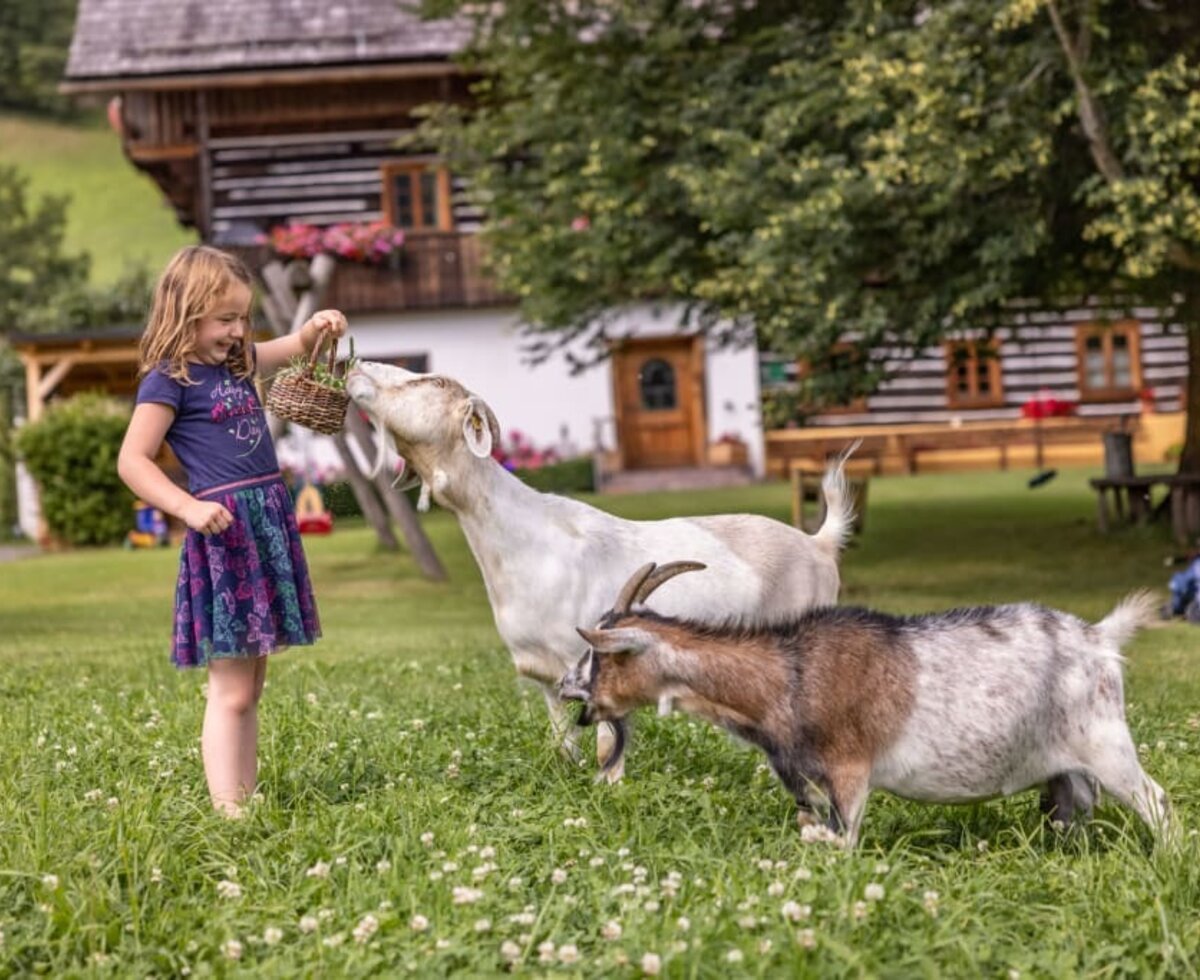 Mädchen füttert die Ziege