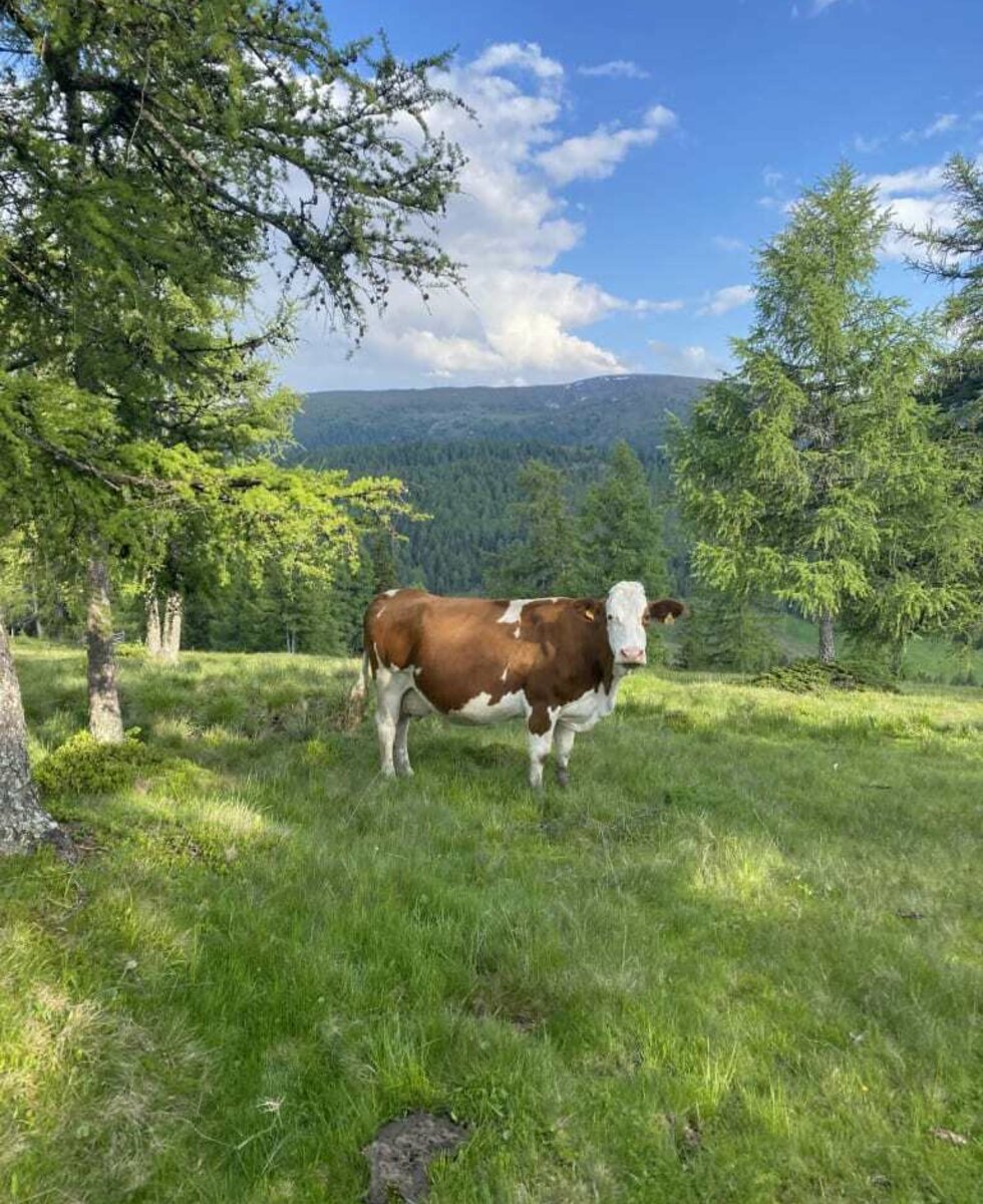 Kühe auf der Alm