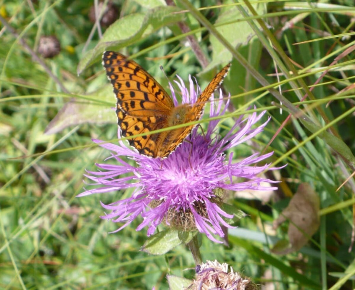 Schmetterling a.Weg