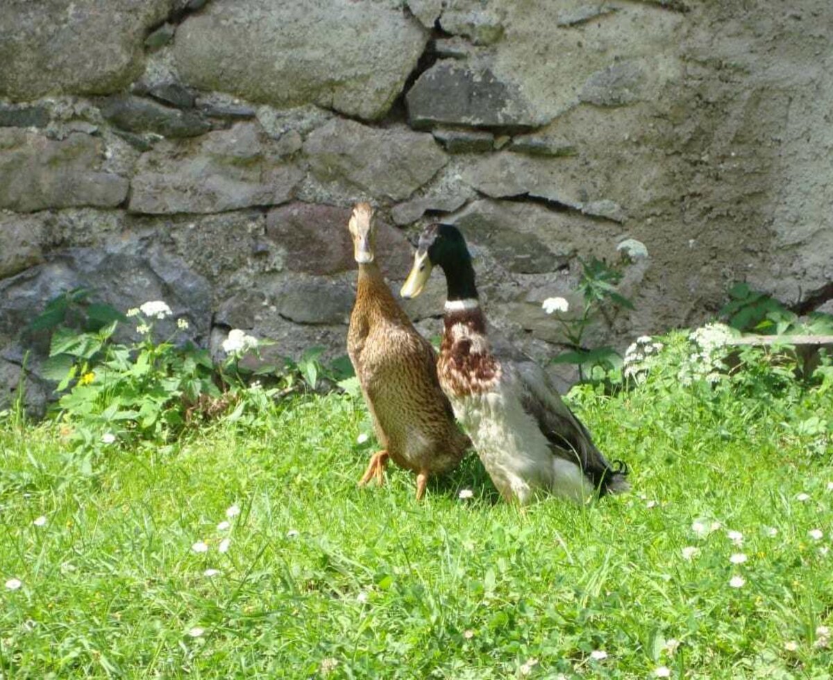 immer auf Schneckensuche