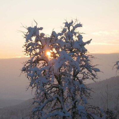 Birnbaum im Winter Sonnenaufgang