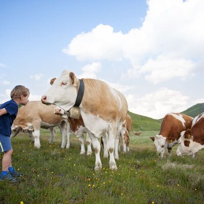 Die Kühe auf der Alm