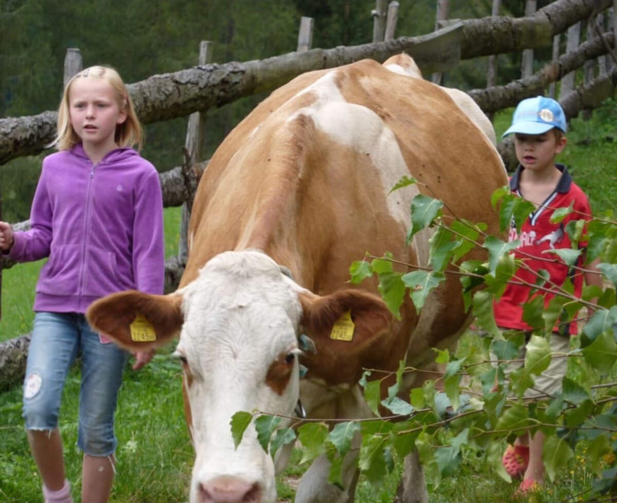 Kühe von der Weide holen