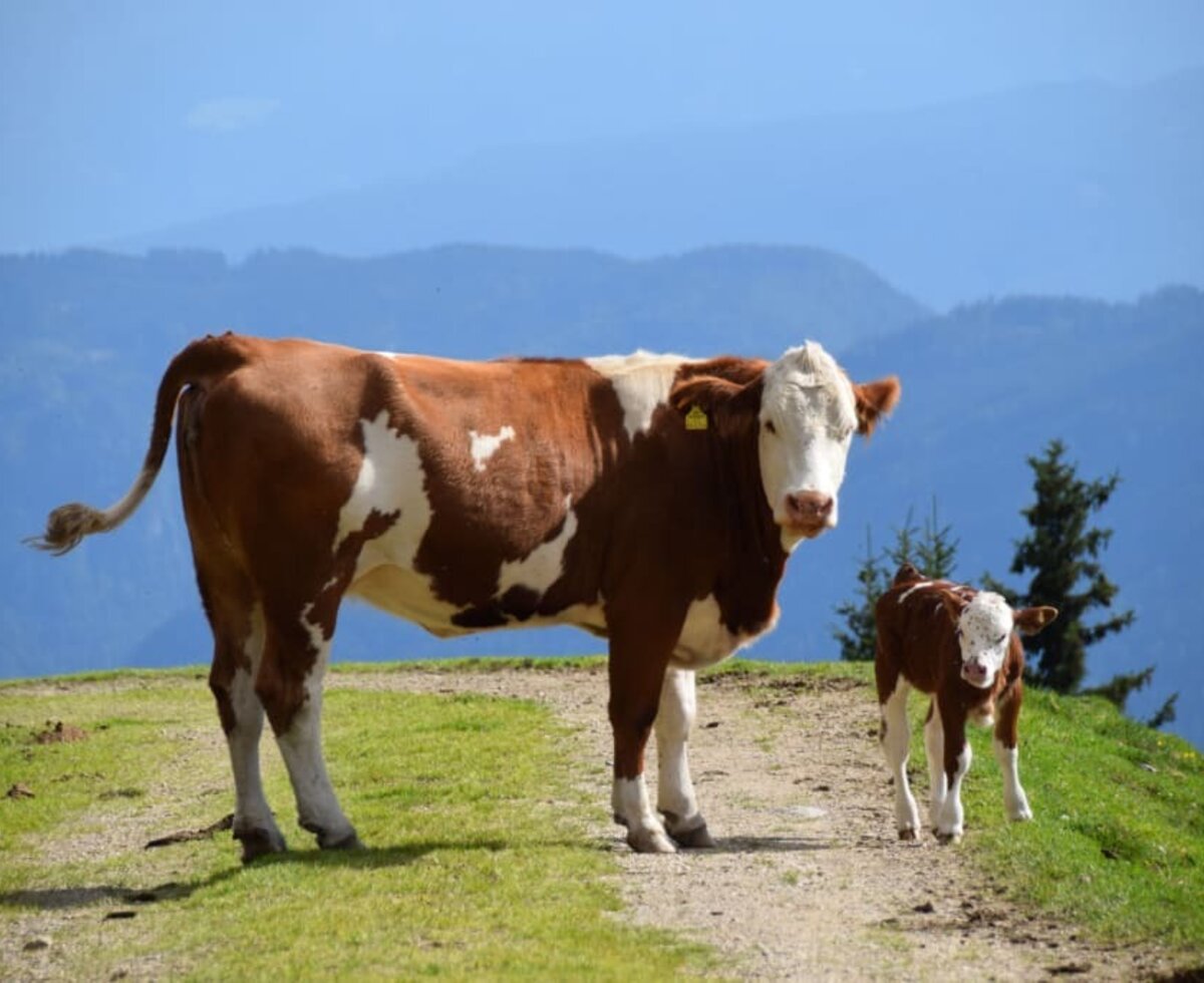 Kuh Anna mit Kälbchen Annabel