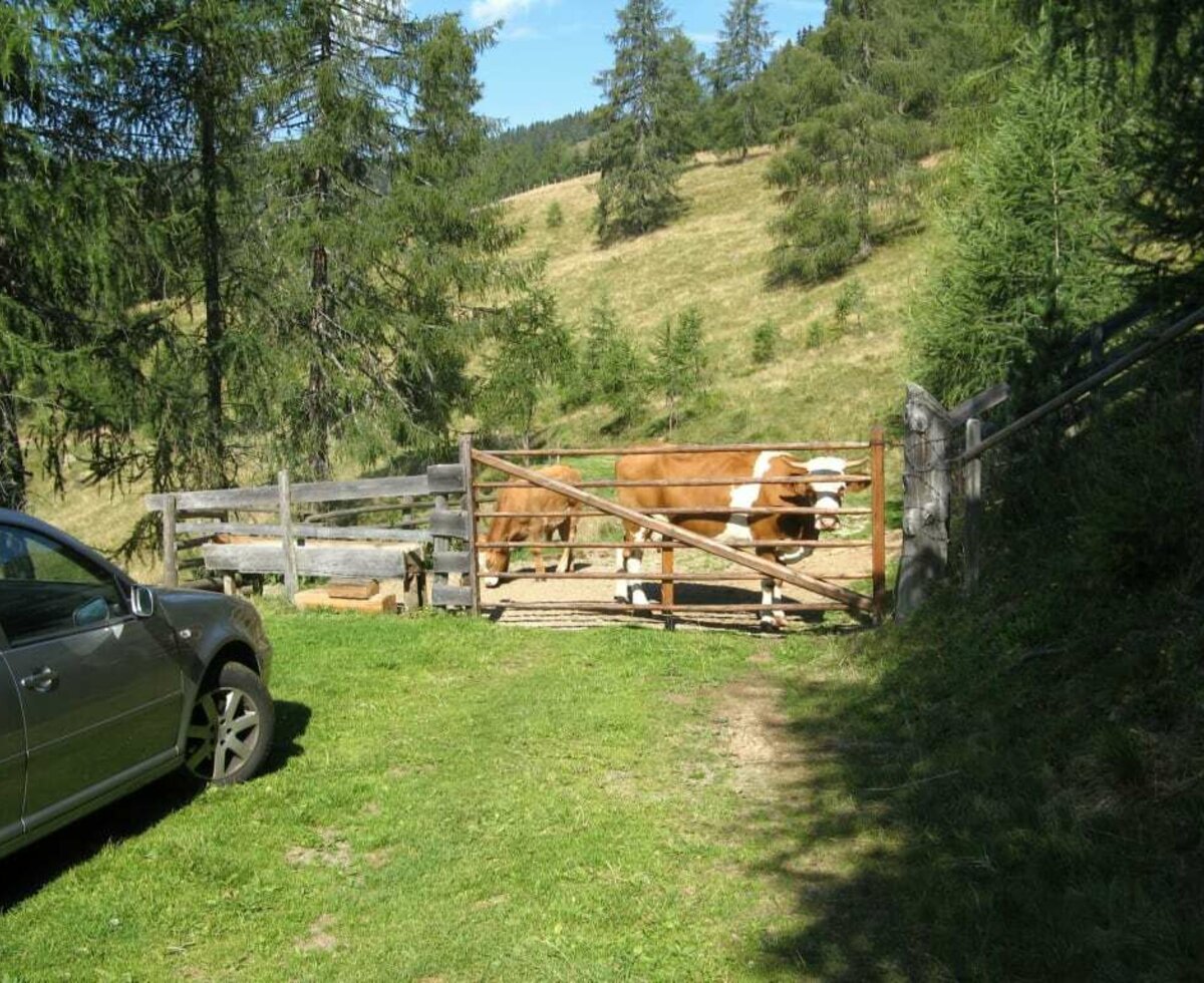 Parkmöglichkeit vor der Hütte - getrennt vom Weidevieh...