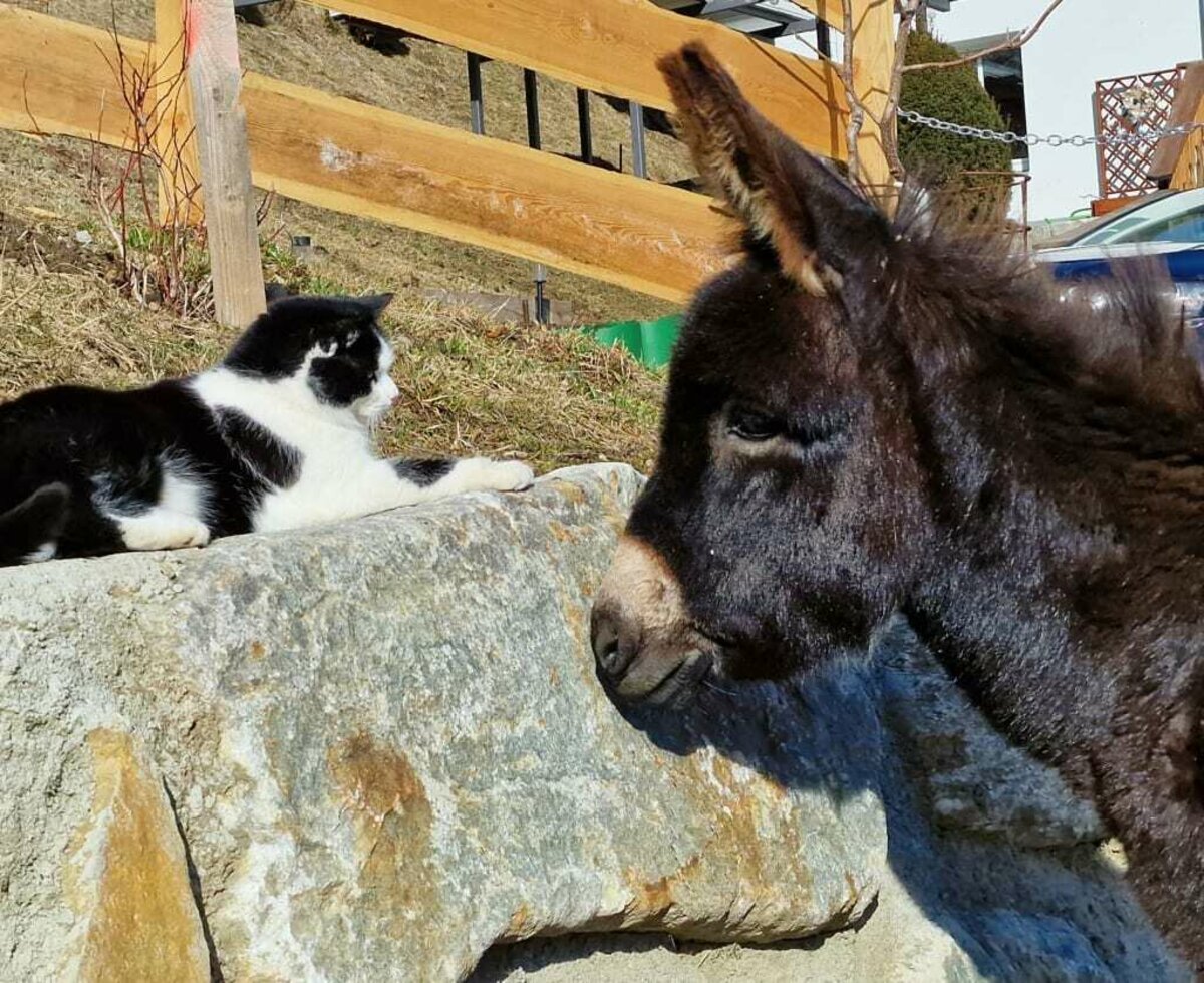 Felix und Gundi