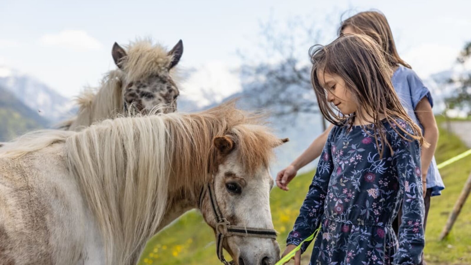 die Ponys Straciatella und Karamella