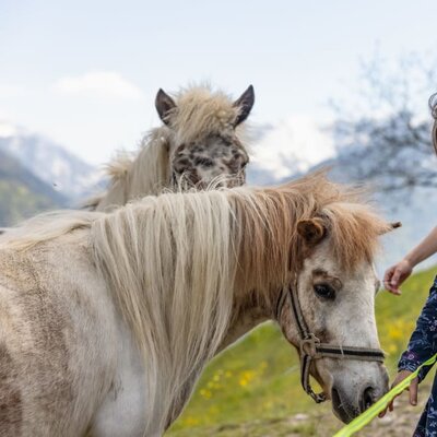 die Ponys Straciatella und Karamella