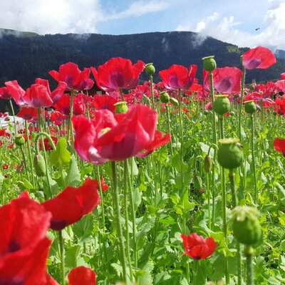 Lesachtaler Schlafmohn in voller Blüte