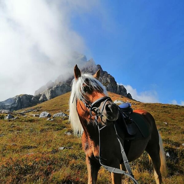 Urlaub mit Pferd im Lesachtal