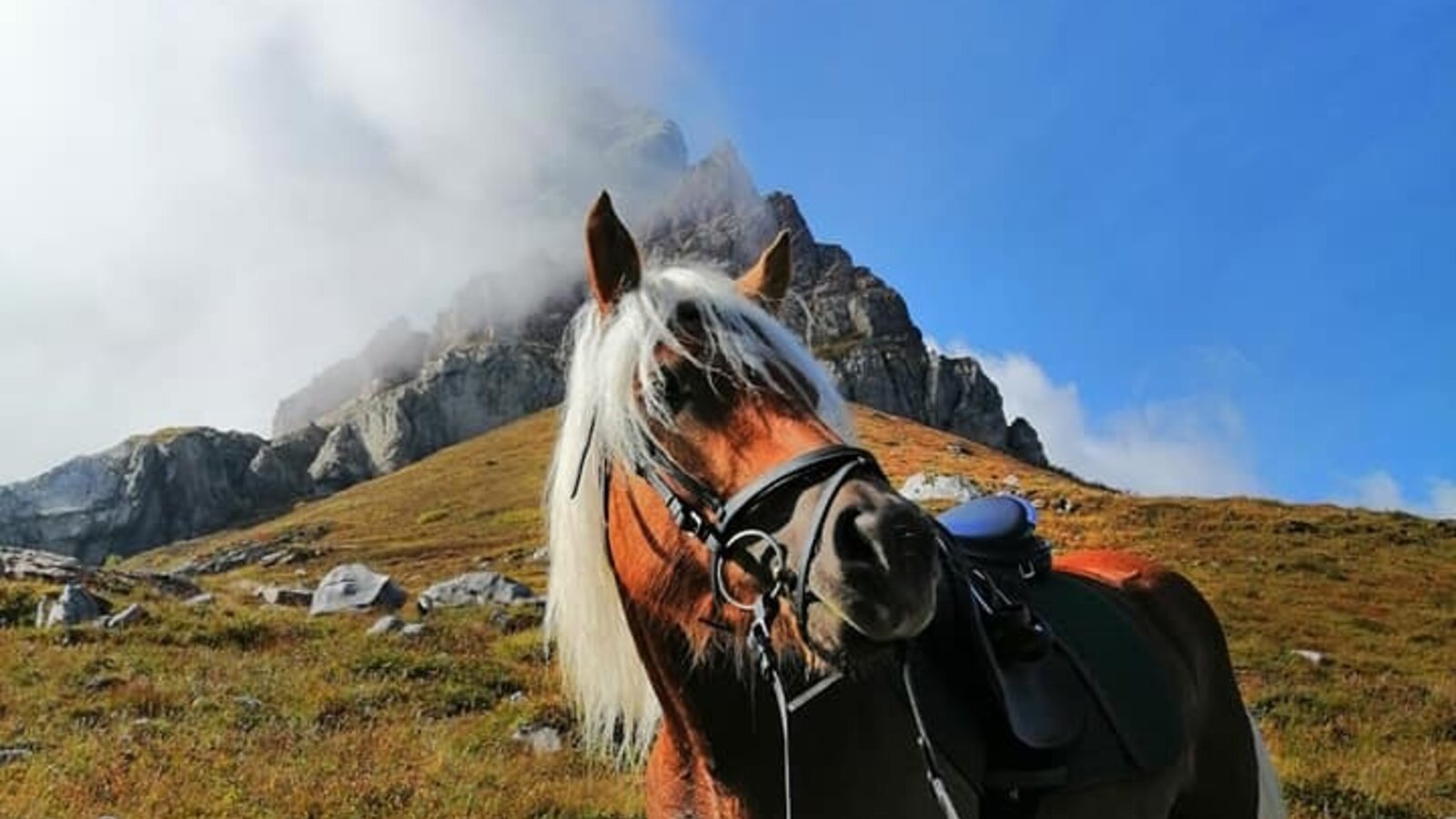 Urlaub mit Pferd im Lesachtal