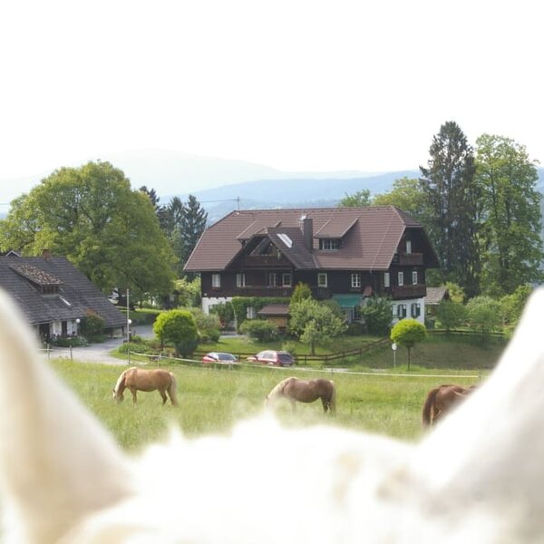 animalischer Blick zum Hof