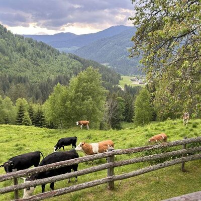 Vom Balkon aus kann man unsere Kühe beobachten