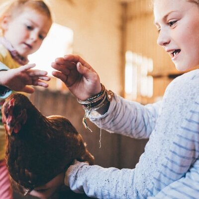 Das Huhn entdecken