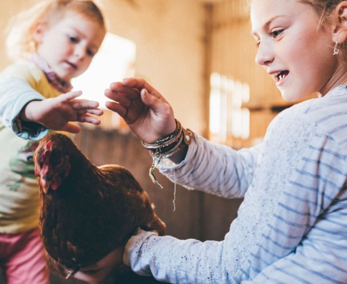 Das Huhn entdecken