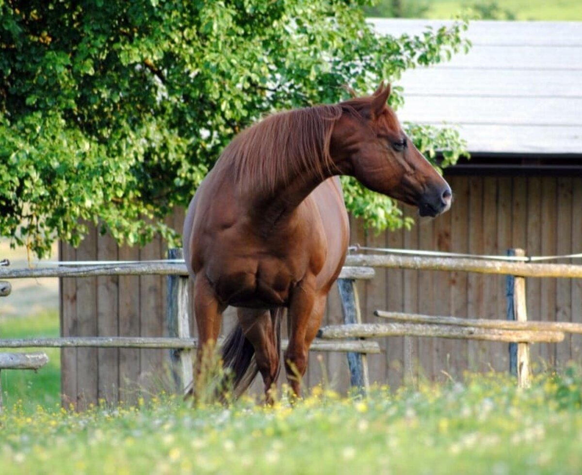 Quarterhorsestute Sydney