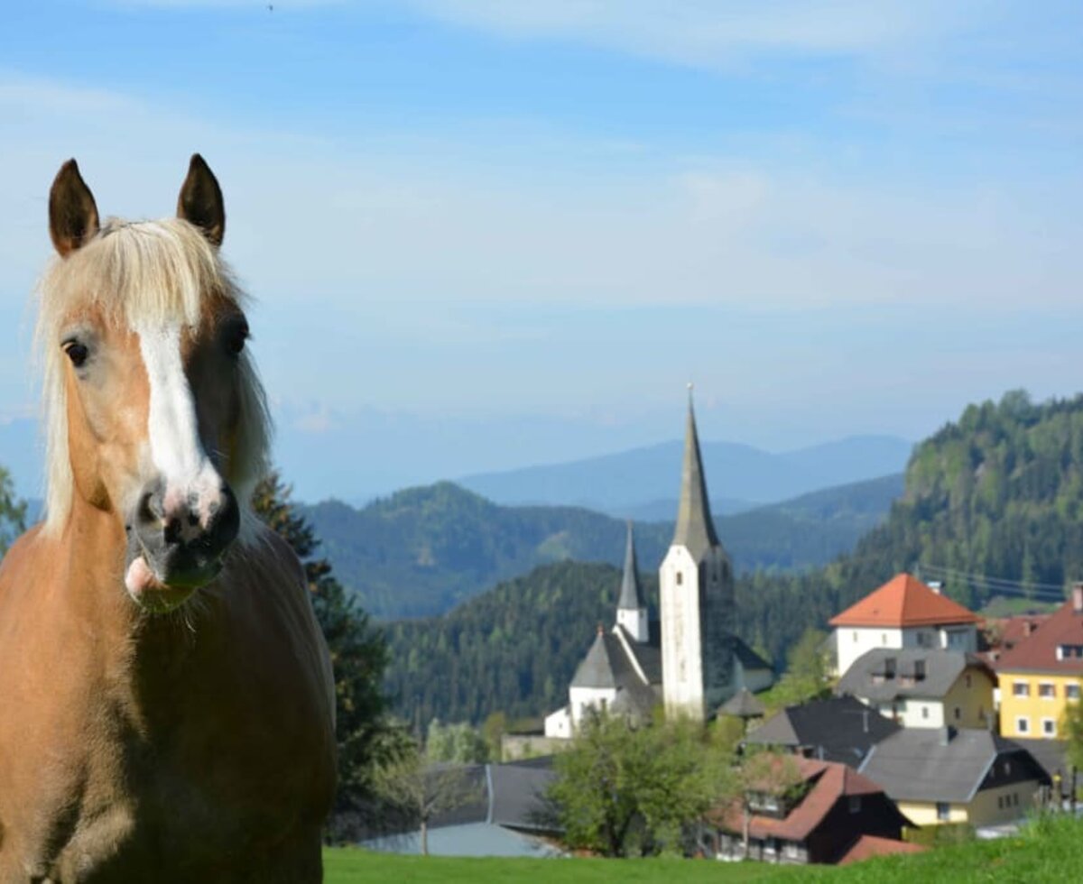 Isar unser Haflinger Pferd