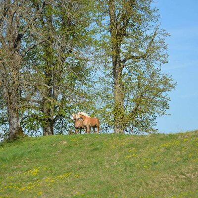 "Blondienen" auf der Weide