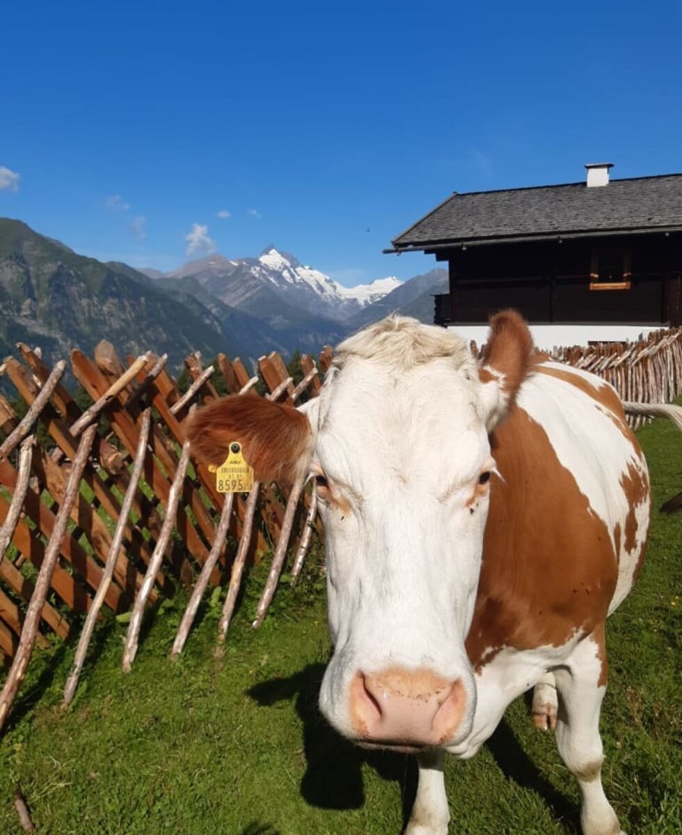 Kuh Alma vor unserer Hütte mit dem Großglockner im Hintergrund | © Sauper Kasa, Familie Messner-Schmutzer