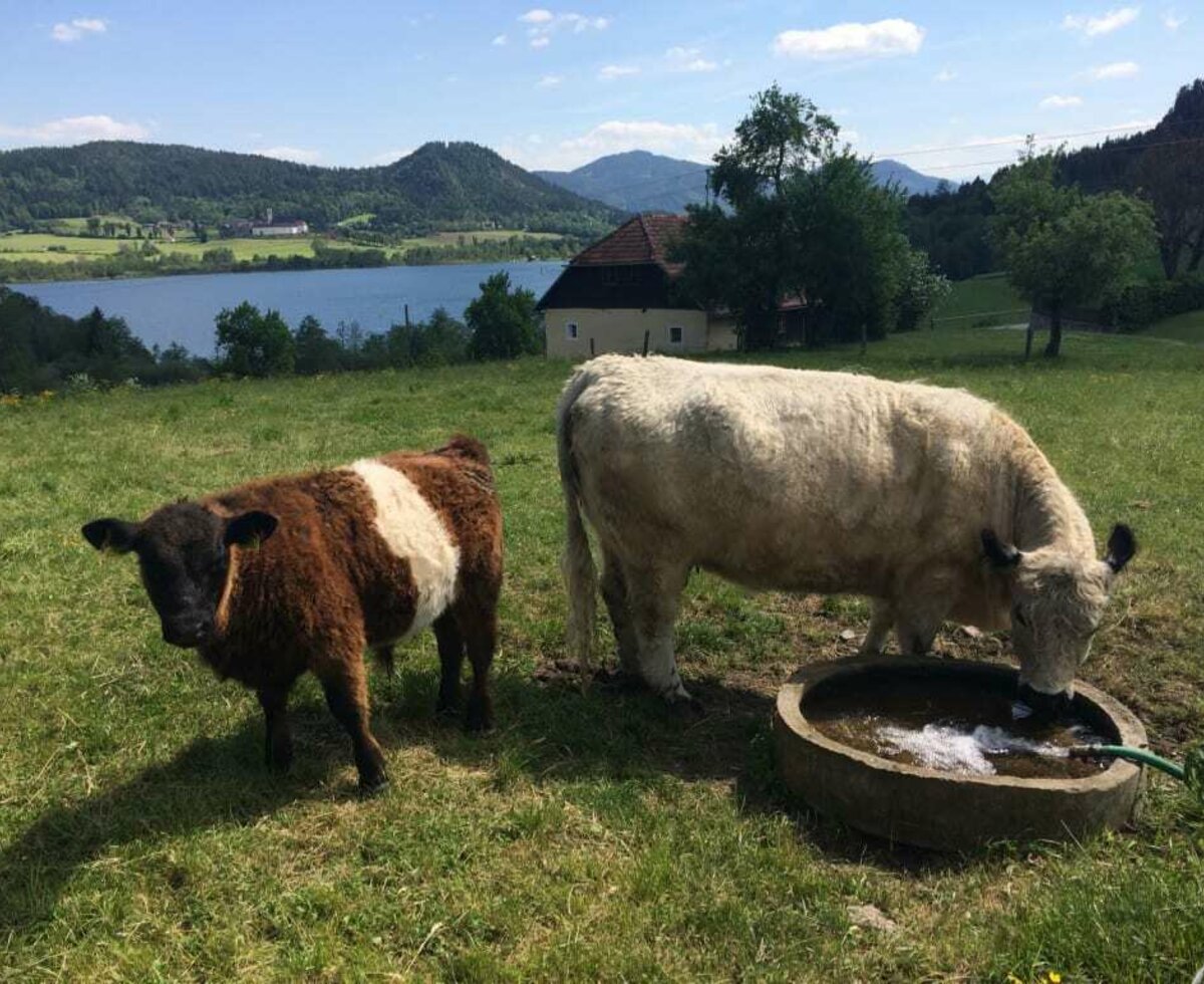 Unsere Galloways, Weide mit Ausblick