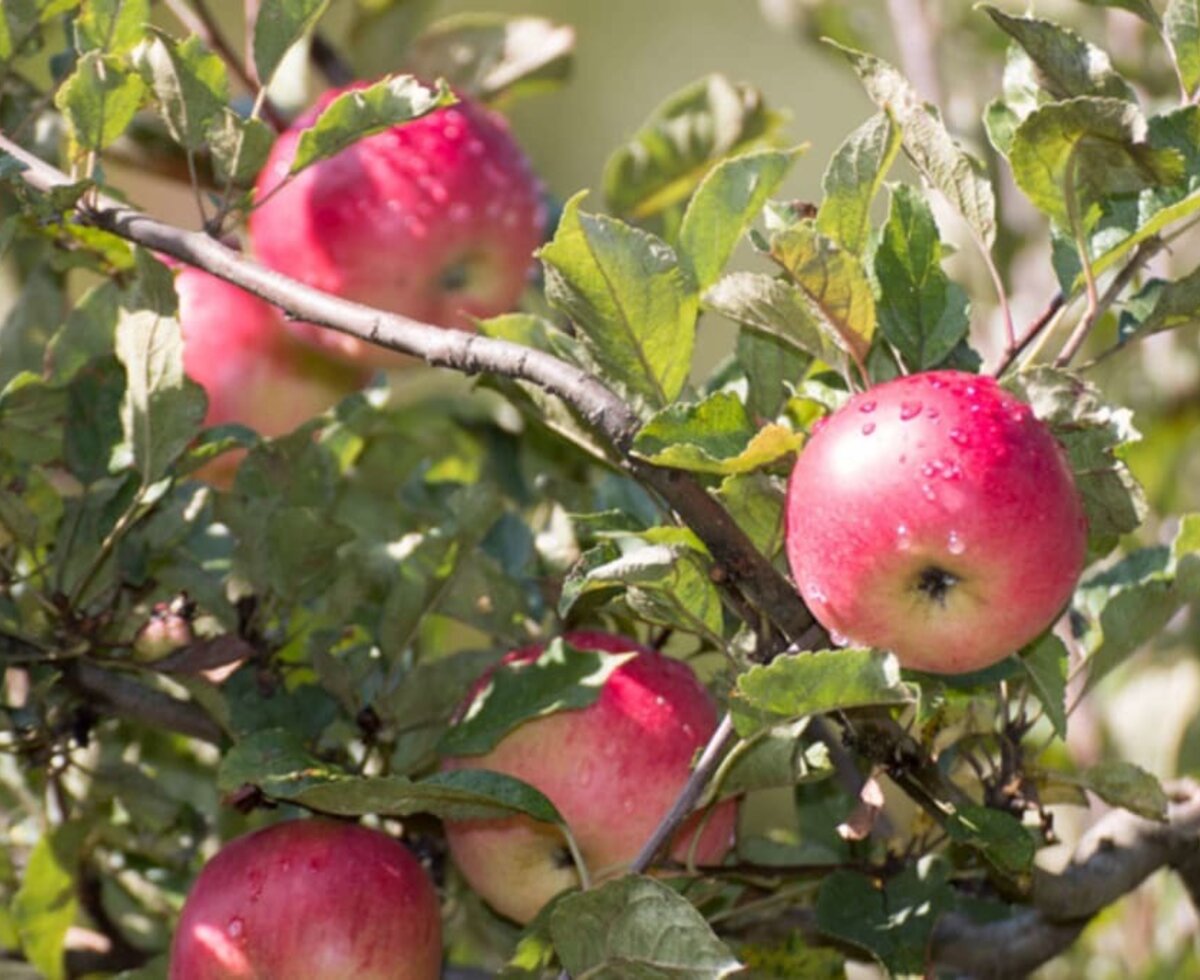 Obstgarten