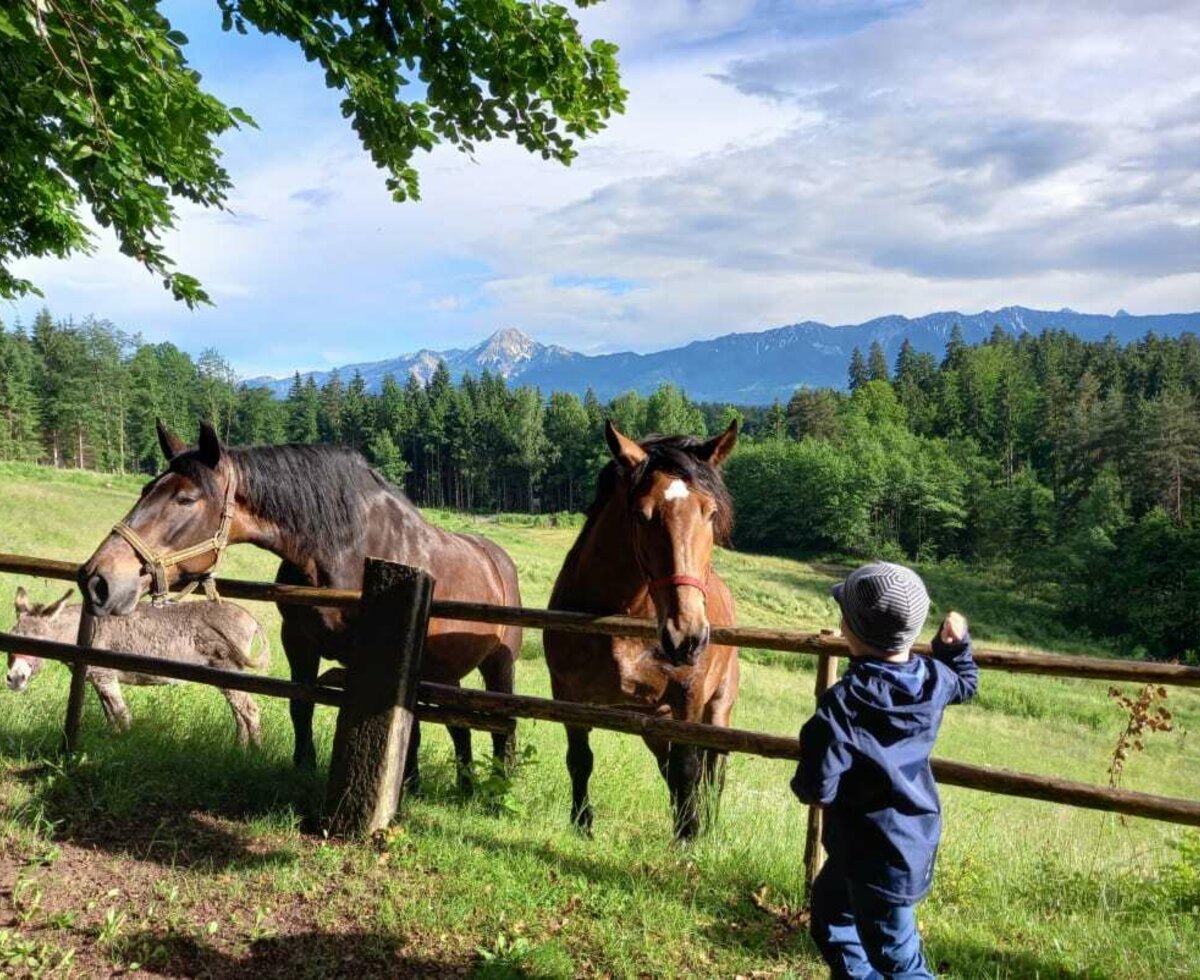 Bei den Pferden in der Bergwiese