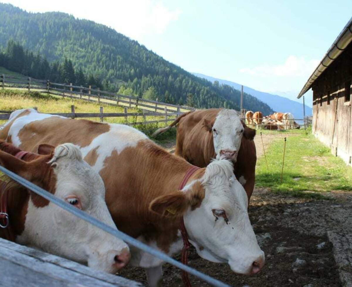 Besuch auf der Alm