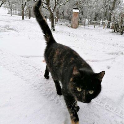 Schnee, Schneeschaufeln, Katze, Tiere, Winter, Mithilfe, Lustig, Spaß im Schnee, Kälte