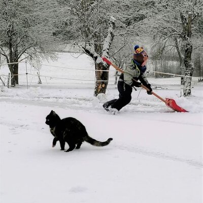 Schnee, Schneeschaufeln, Katze, Tiere, Winter, Mithilfe, Lustig, Spaß im Schnee, Kälte