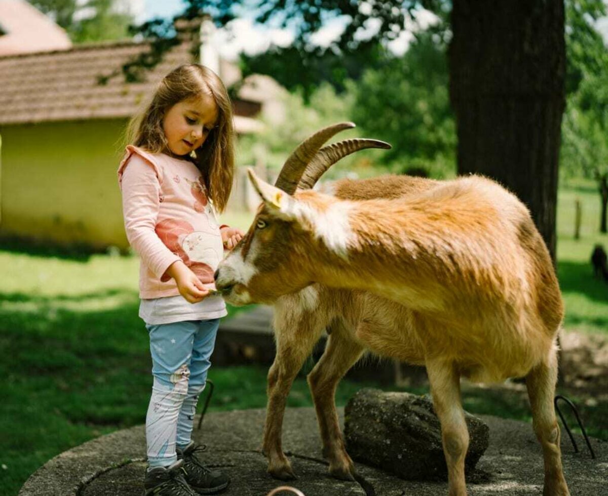 Ziege, Tiere füttern